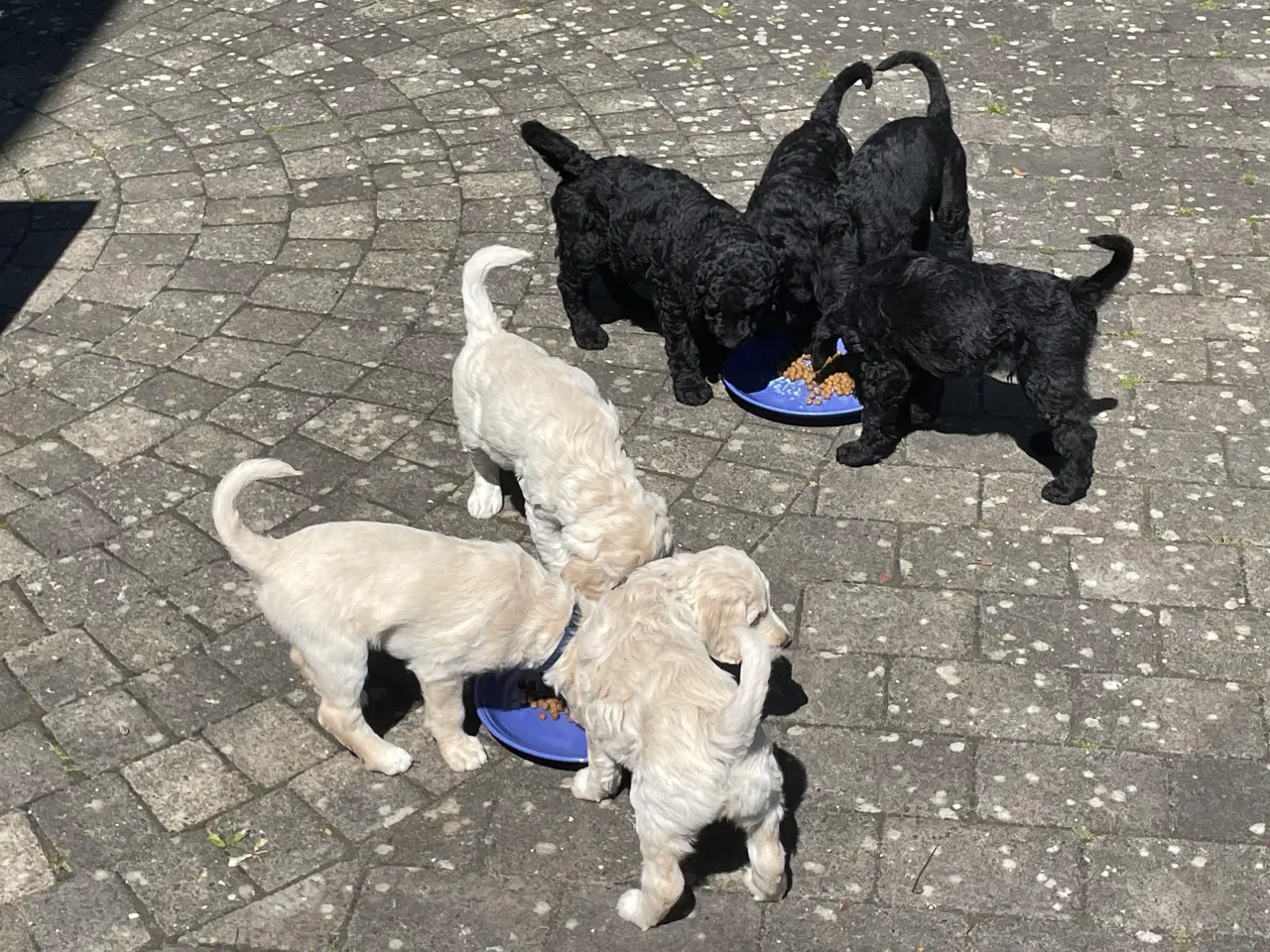 Billede 4 - Labradoodle Hvalpe