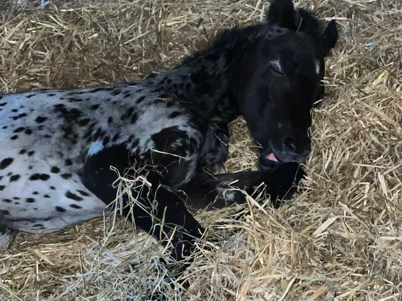 Billede 9 - Smuk Knabstrup blanding 🩵