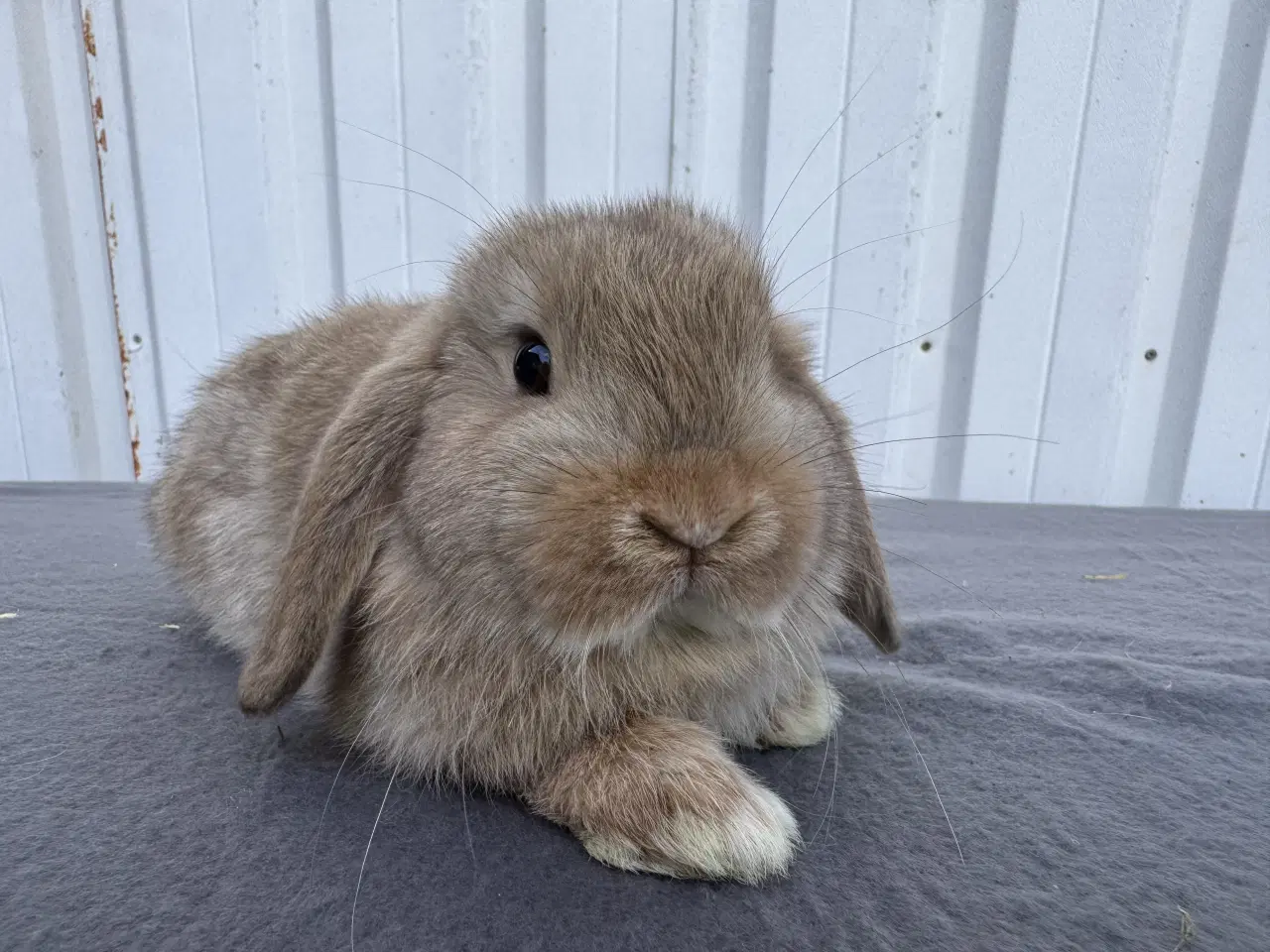 Billede 2 - Mini Lop hankanin