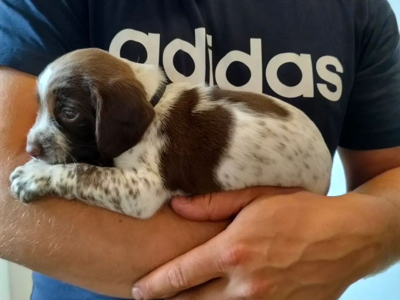 Billede 10 - Springer spaniel klar den 4 august til nyt hjem. 