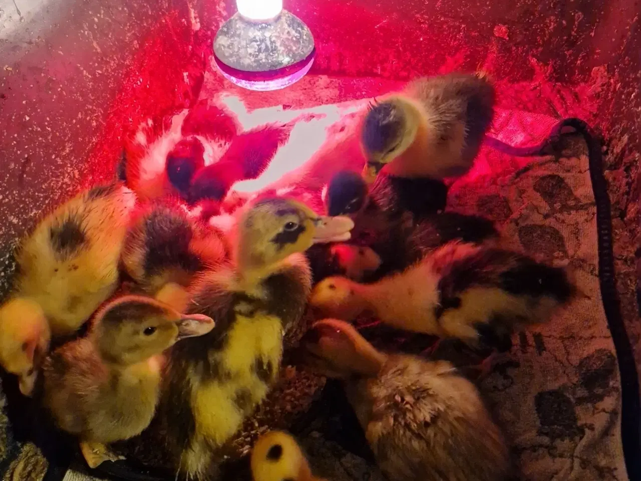 Billede 4 - Ællinger og gæslinger