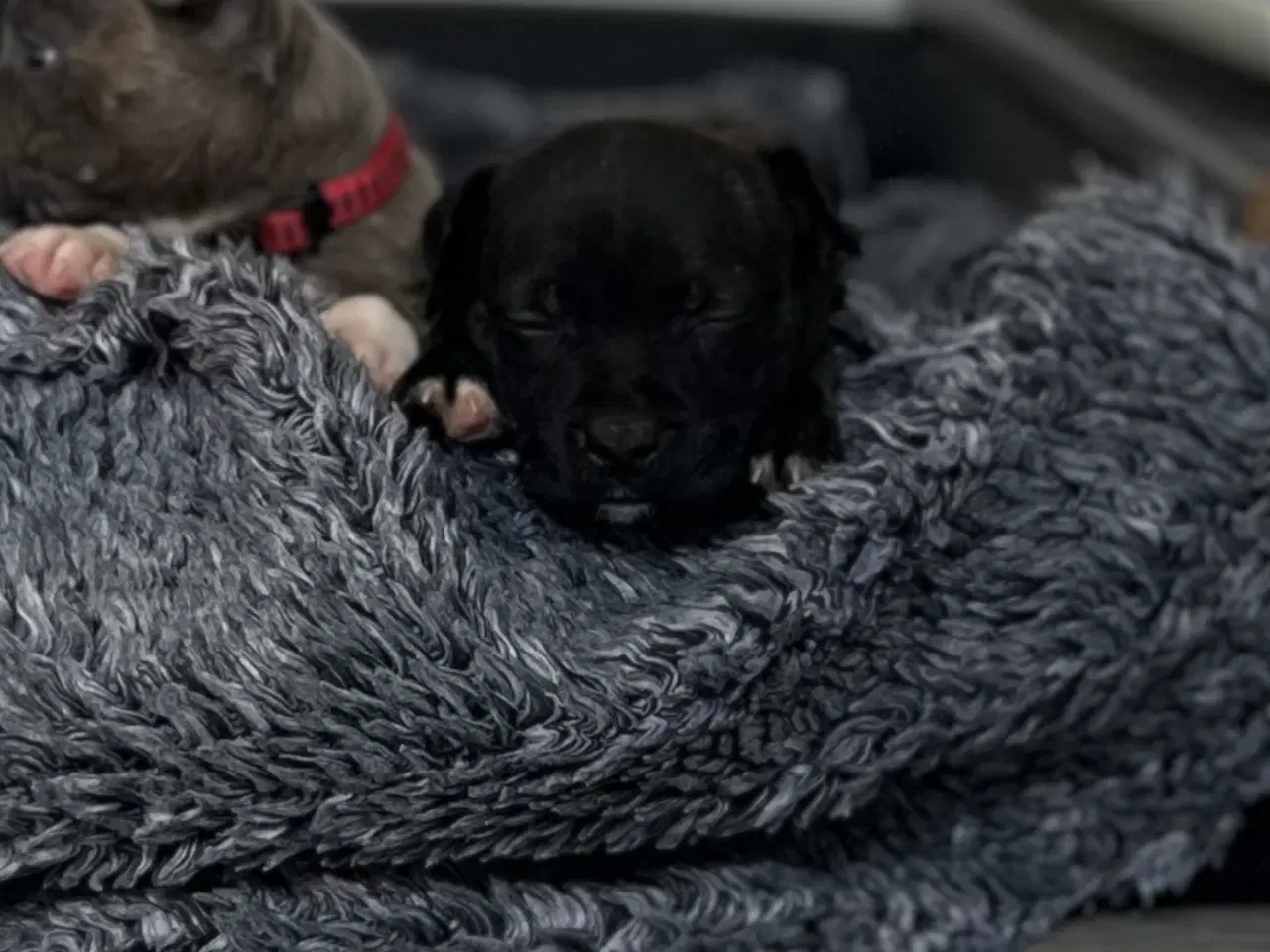 Billede 2 - Staffordshire bullterrier/ old english hvalpe 