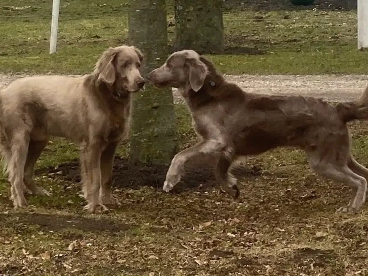 Billede 7 - Langhåret Weimaraner hvalpe