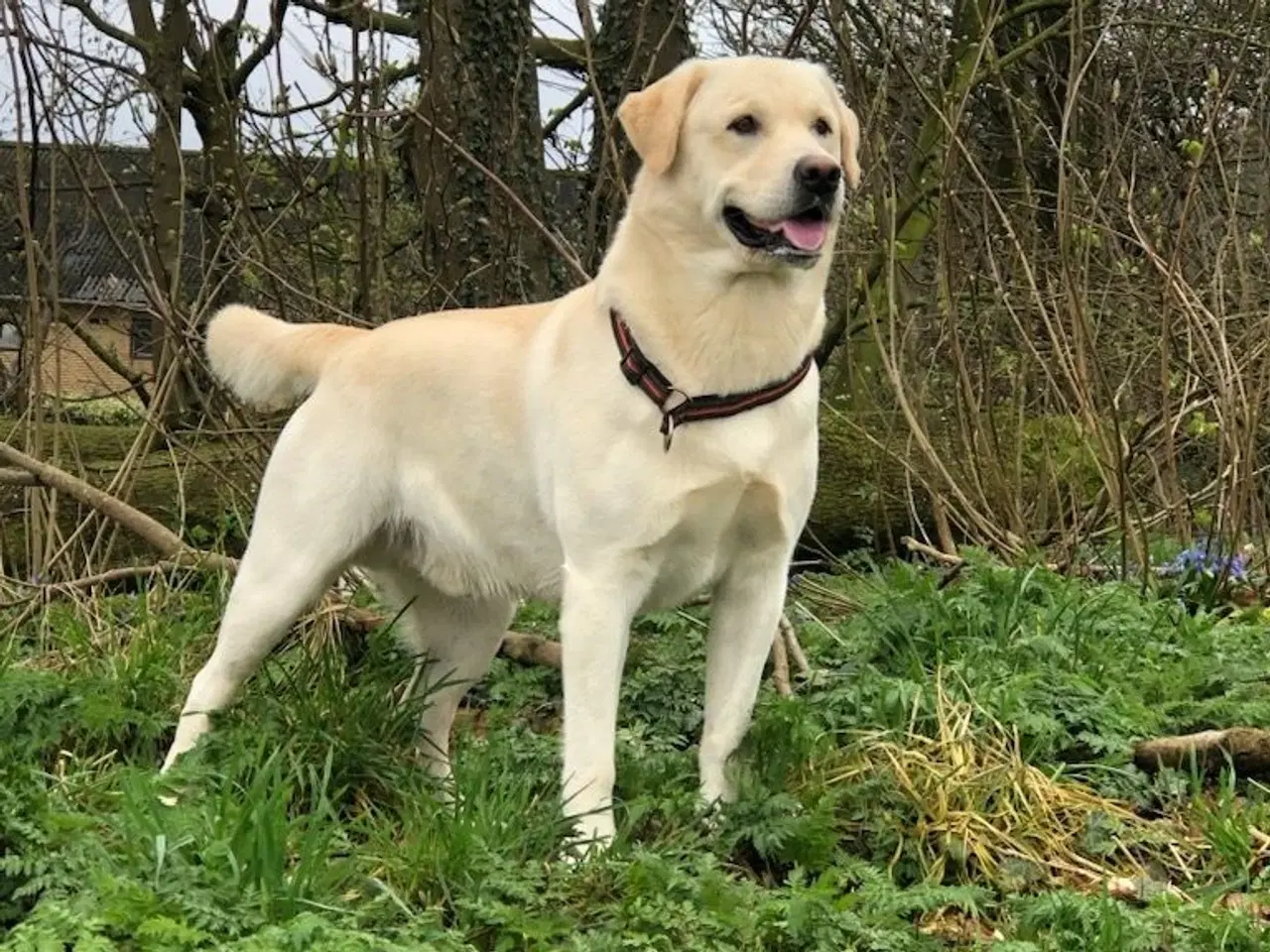 Billede 4 - Labrador/golden retriever 