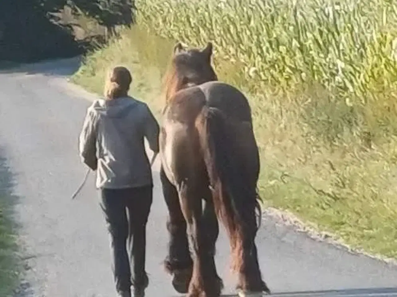 Billede 13 - Jysk hest, 2 års hingst