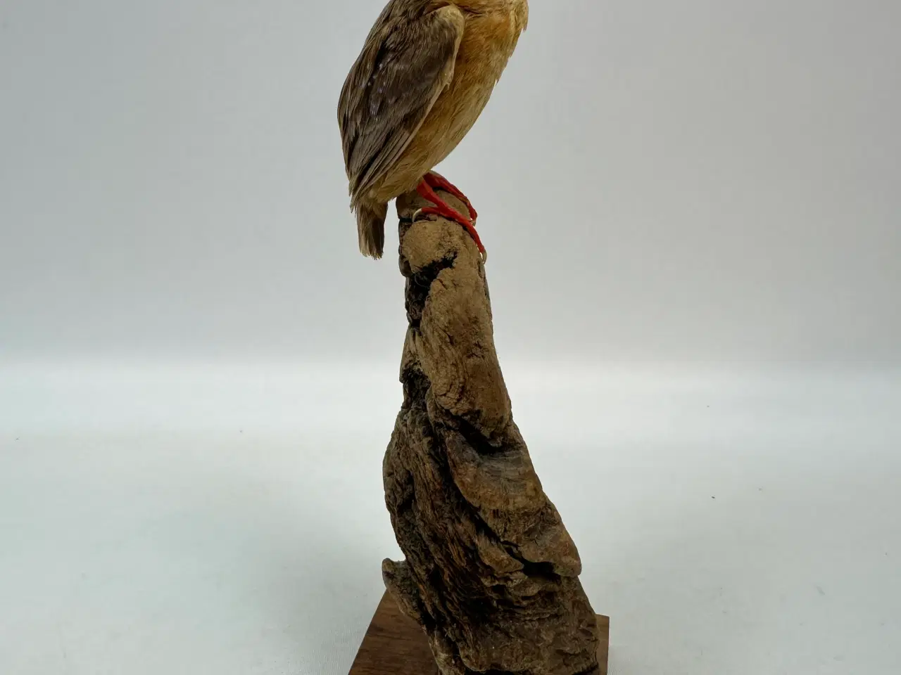 Billede 1 - Udstoppet Malakit / isfugl