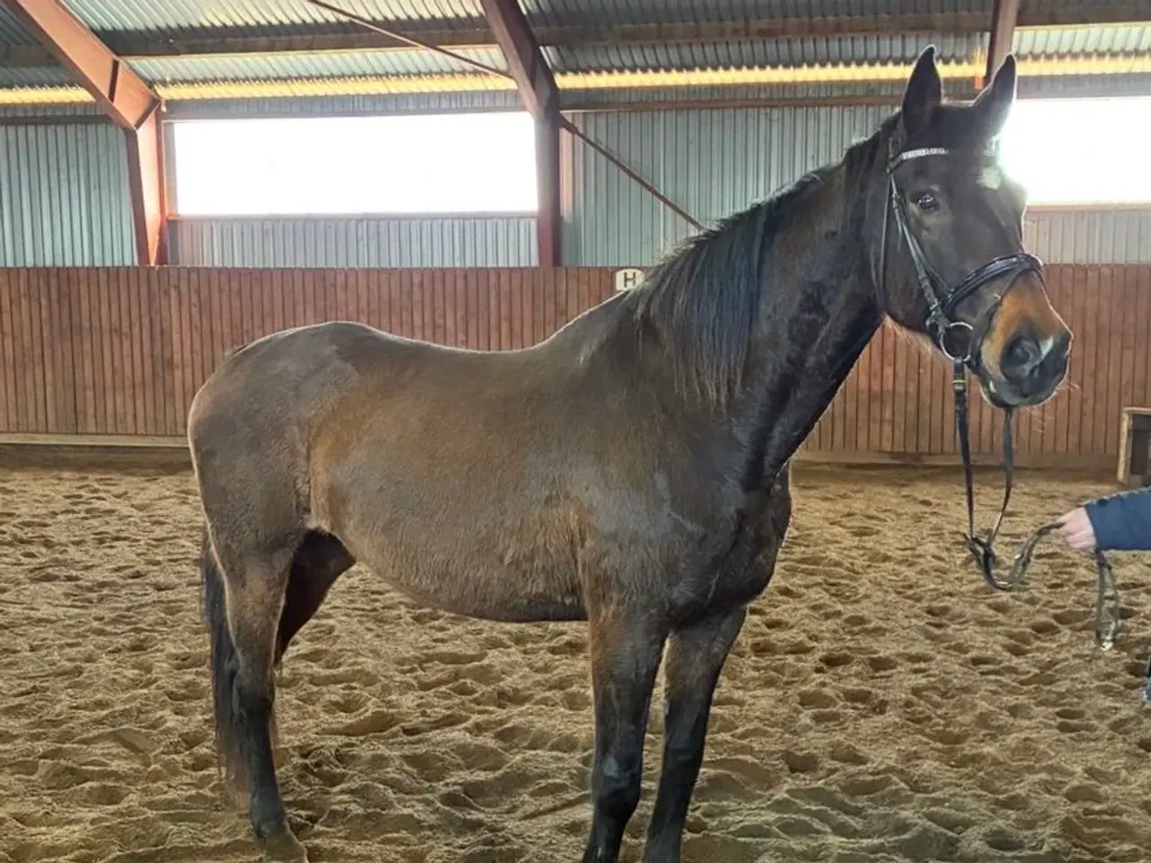 Billede 1 - DV hoppe fra 2008