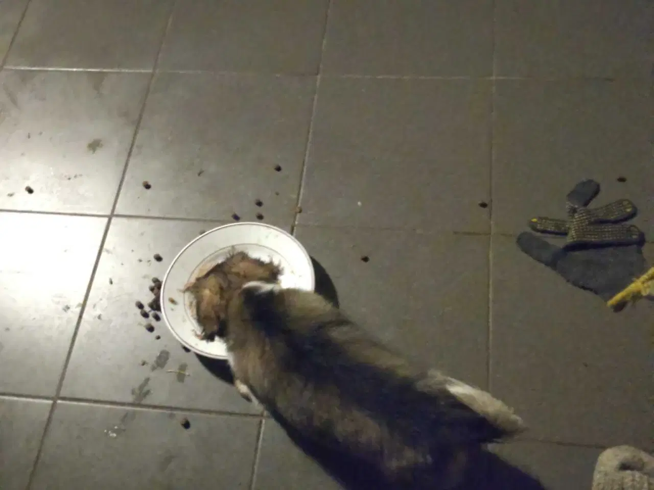 Billede 4 - Jack Russell blanding