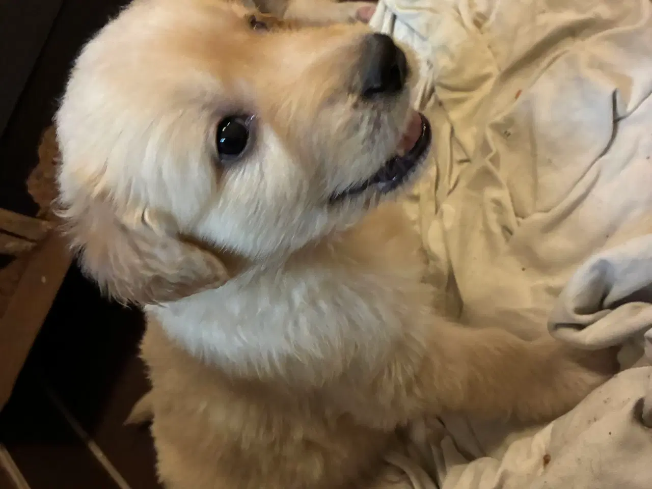 Billede 1 - Super skønne familiehunde