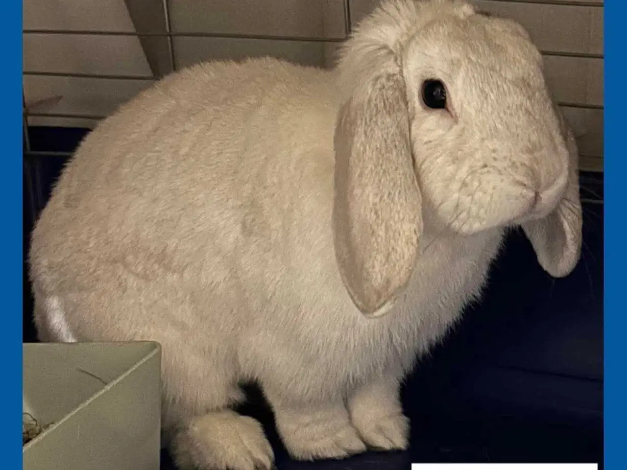 Billede 7 - Kaniner, kanin unge