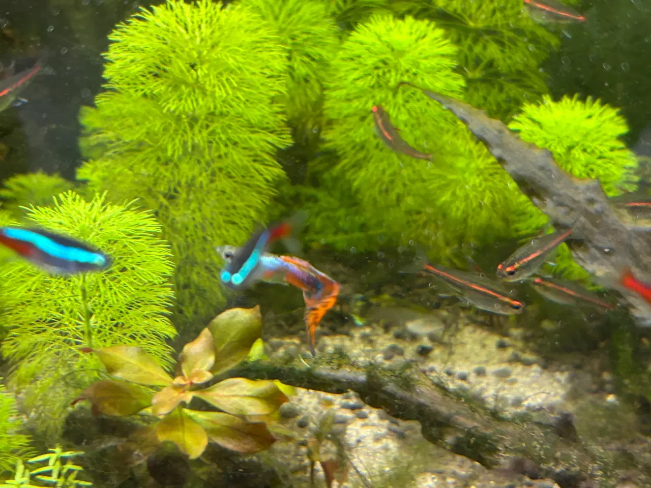 Billede 7 - 🐟 Neonfisk sælges – god stimepris | Viby J