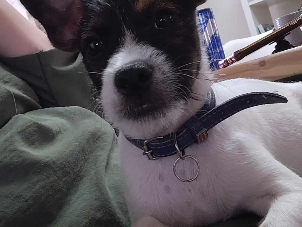 Billede 1 - Dansksvensk gårdhund 