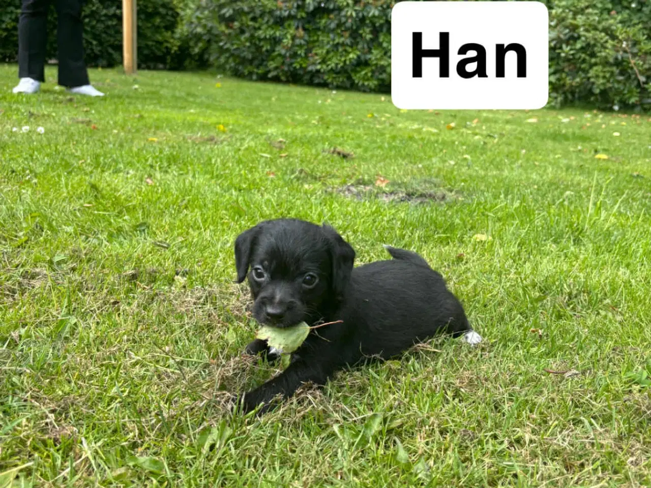 Billede 2 - puddel-dansk svensk gårdhund
