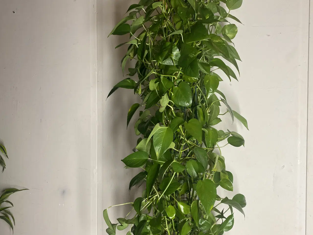 Billede 6 - Genbrugs Planter