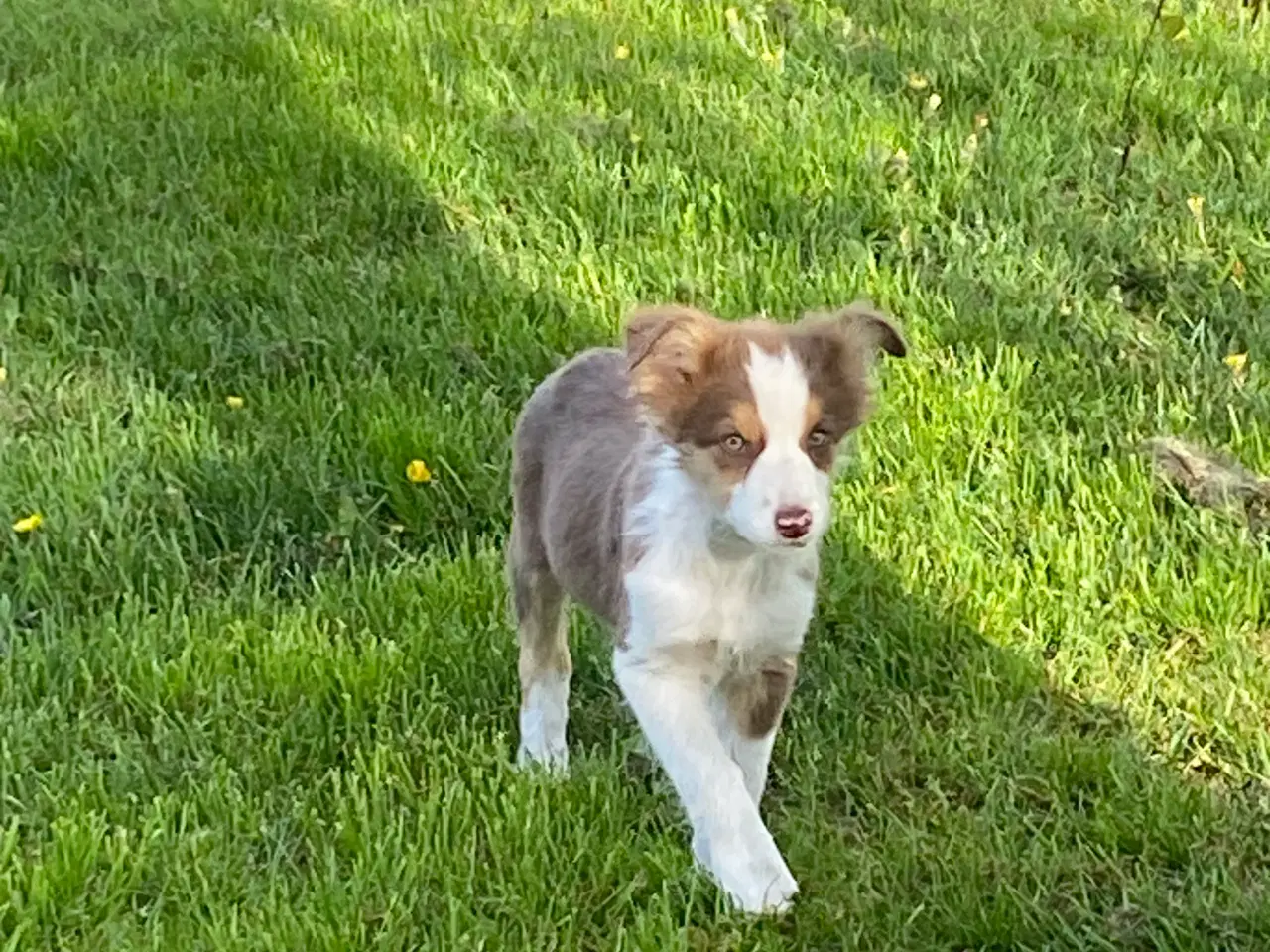 Billede 16 - Border collie