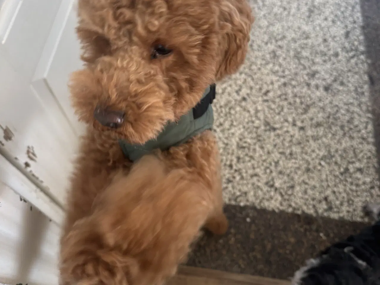 Billede 4 - 🐶Små Havapoo hvalpe til salg🐶