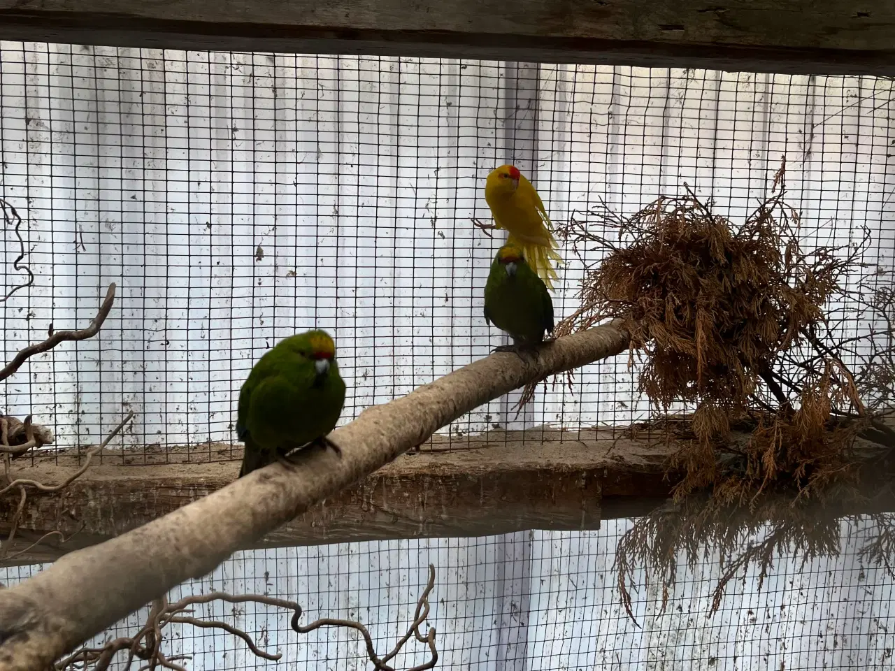 Billede 2 - Et par grønne springere