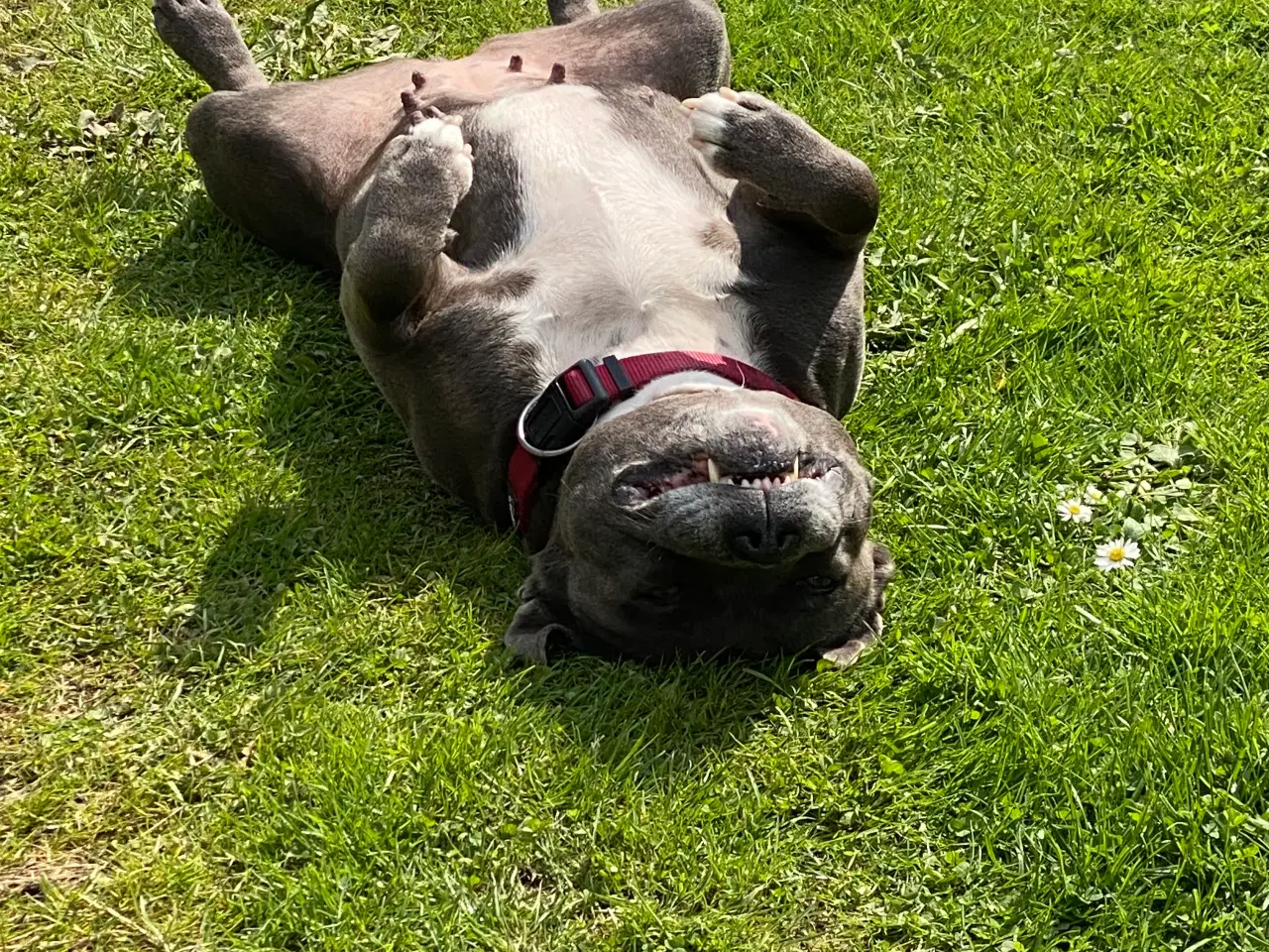 Billede 10 - Staffordshire bullterrier hundehvalpe