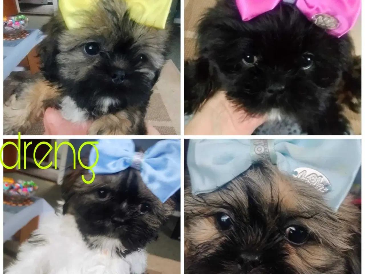 Billede 1 - Hund SHIH tzu