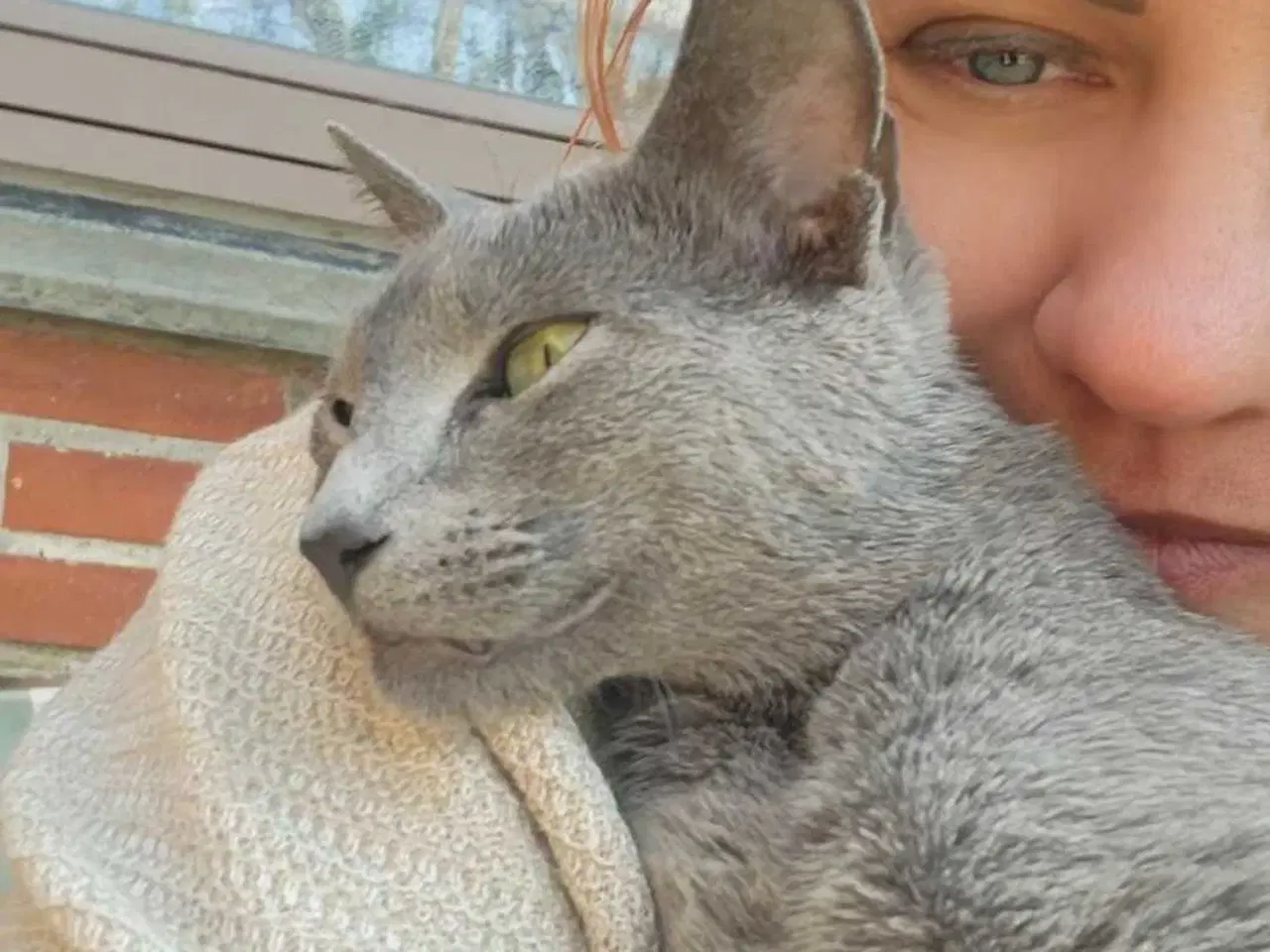 Billede 1 - Russian blue pige