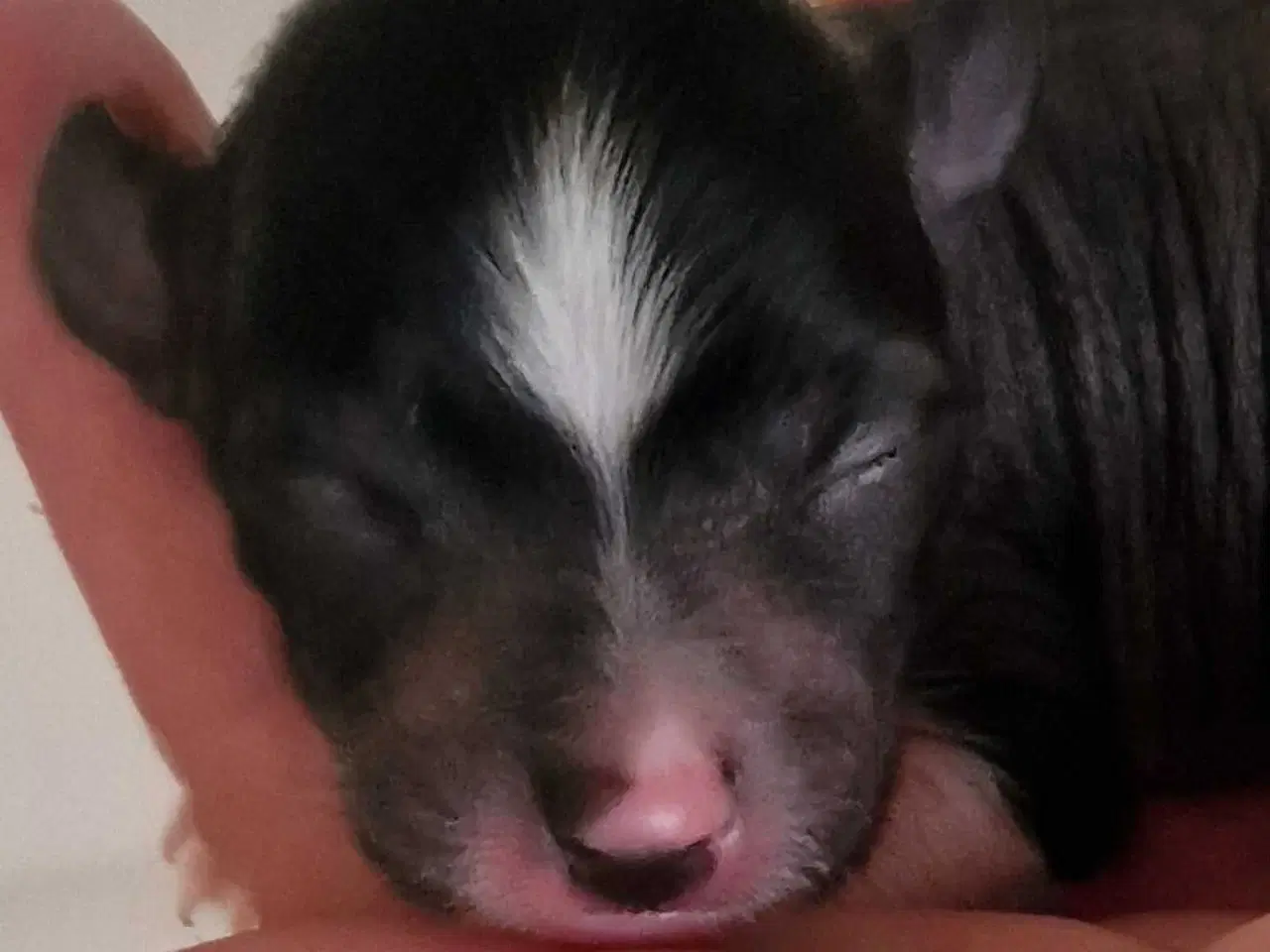 Billede 9 - Chinese crested/chihaua Hundehvalp, hårløs han