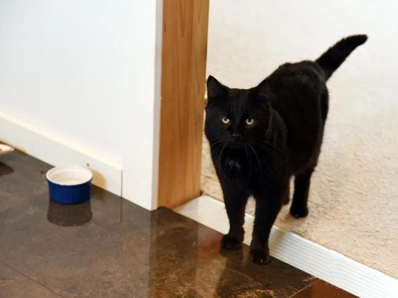 Billede 3 - Statslig sort hankat søger et roligt, kærligt hjem