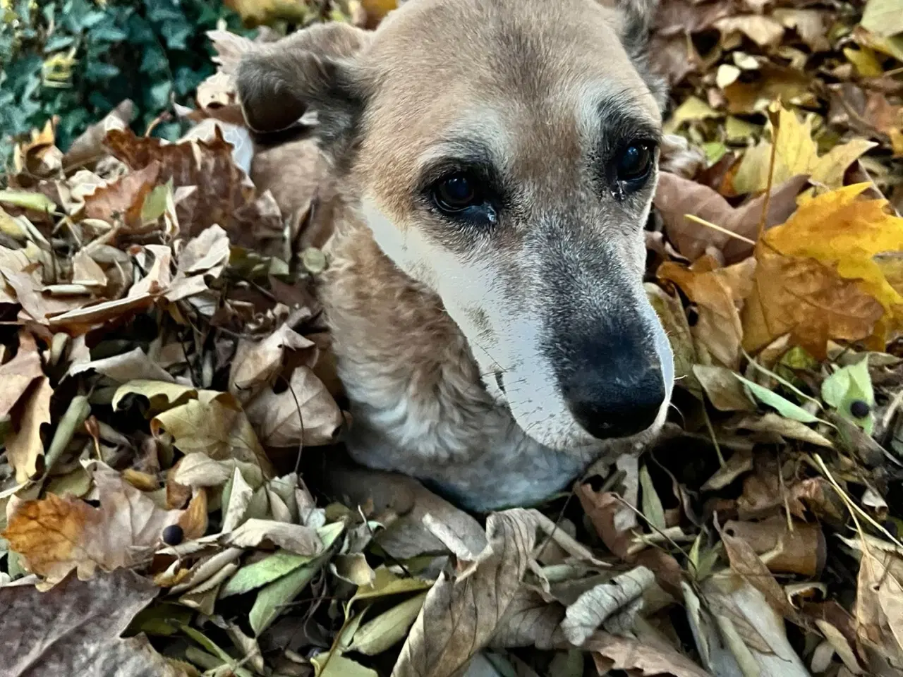 Billede 1 - Rolig hund søger roligt hjem i sin alderdom