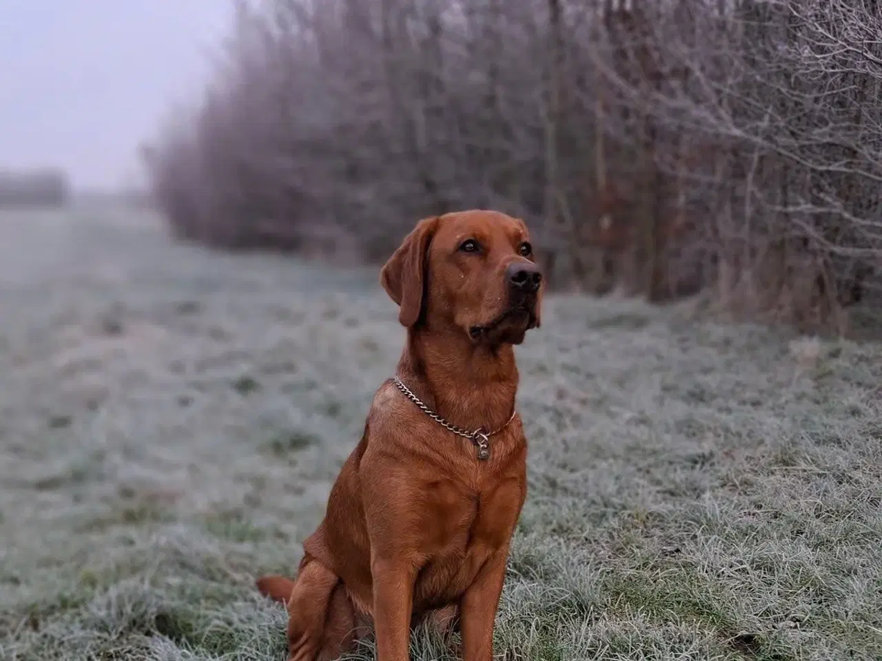 Billede 5 - Røde labrador hvalpe
