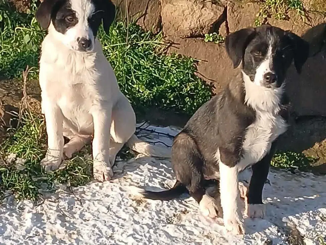 Billede 9 - Skønne Rikke søger sin første familie