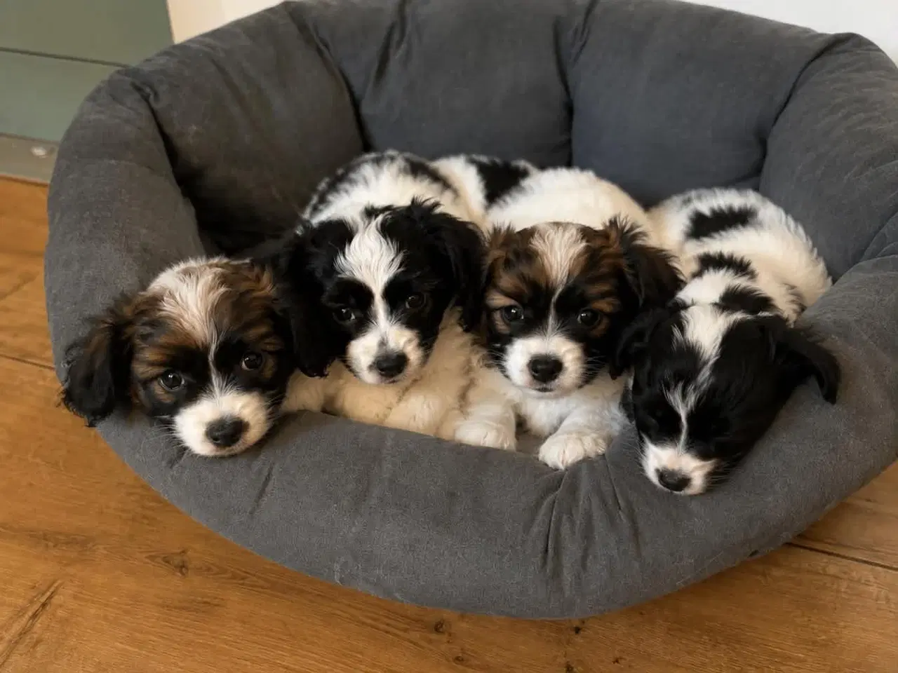 Billede 1 - 3 Papillon/Phalene bamser søger kærlige hjem