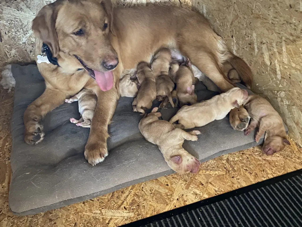 Billede 2 - Fox red Labrador hvalpe