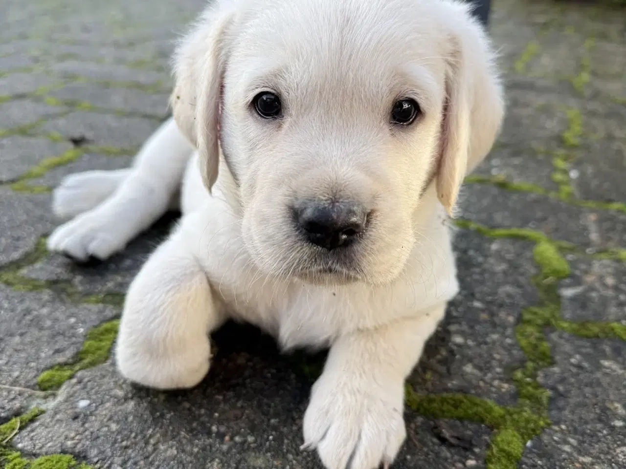 Billede 5 - Labrador/Golden Retriever