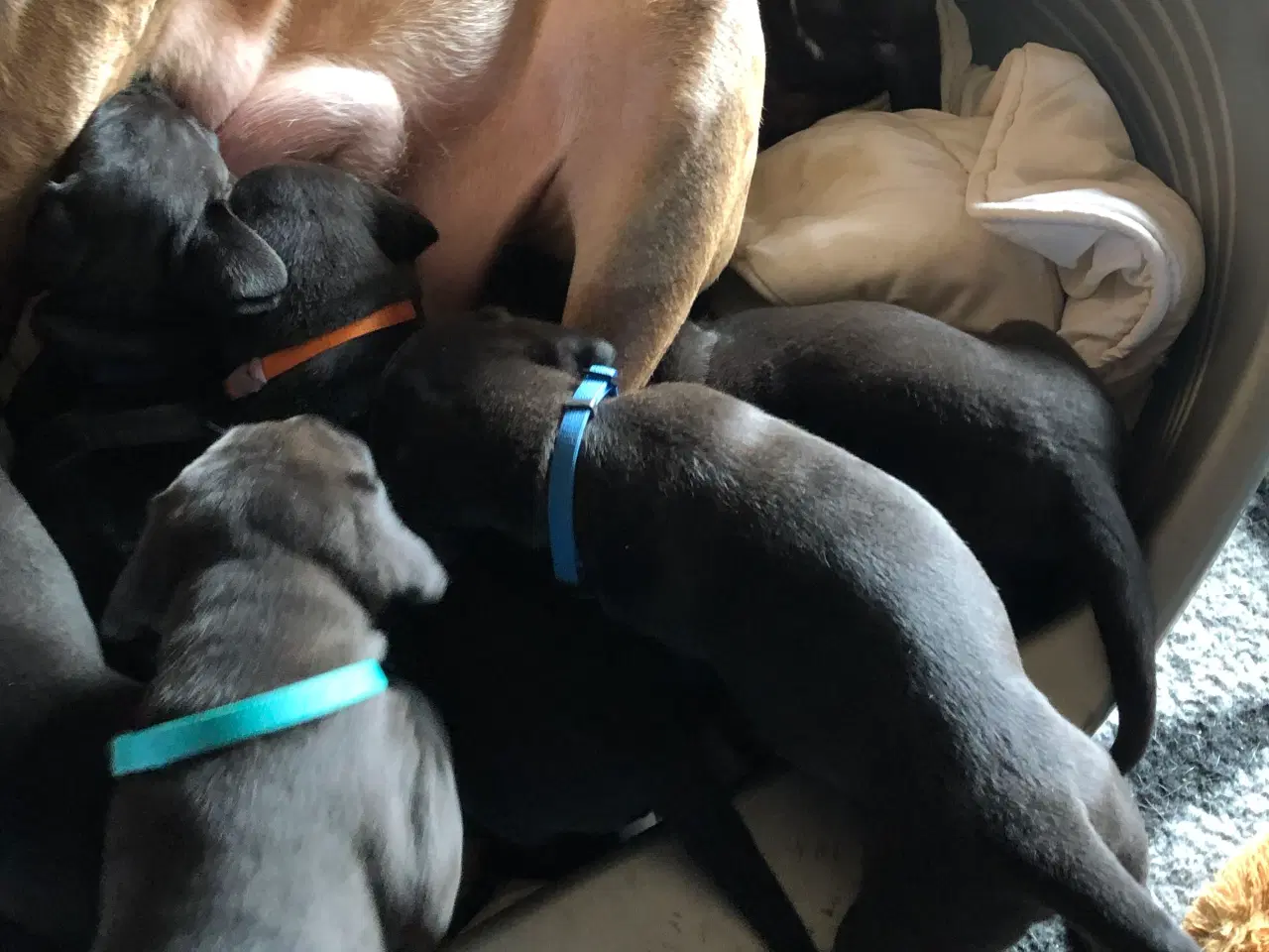 Billede 6 - Grand Danois hvalpe