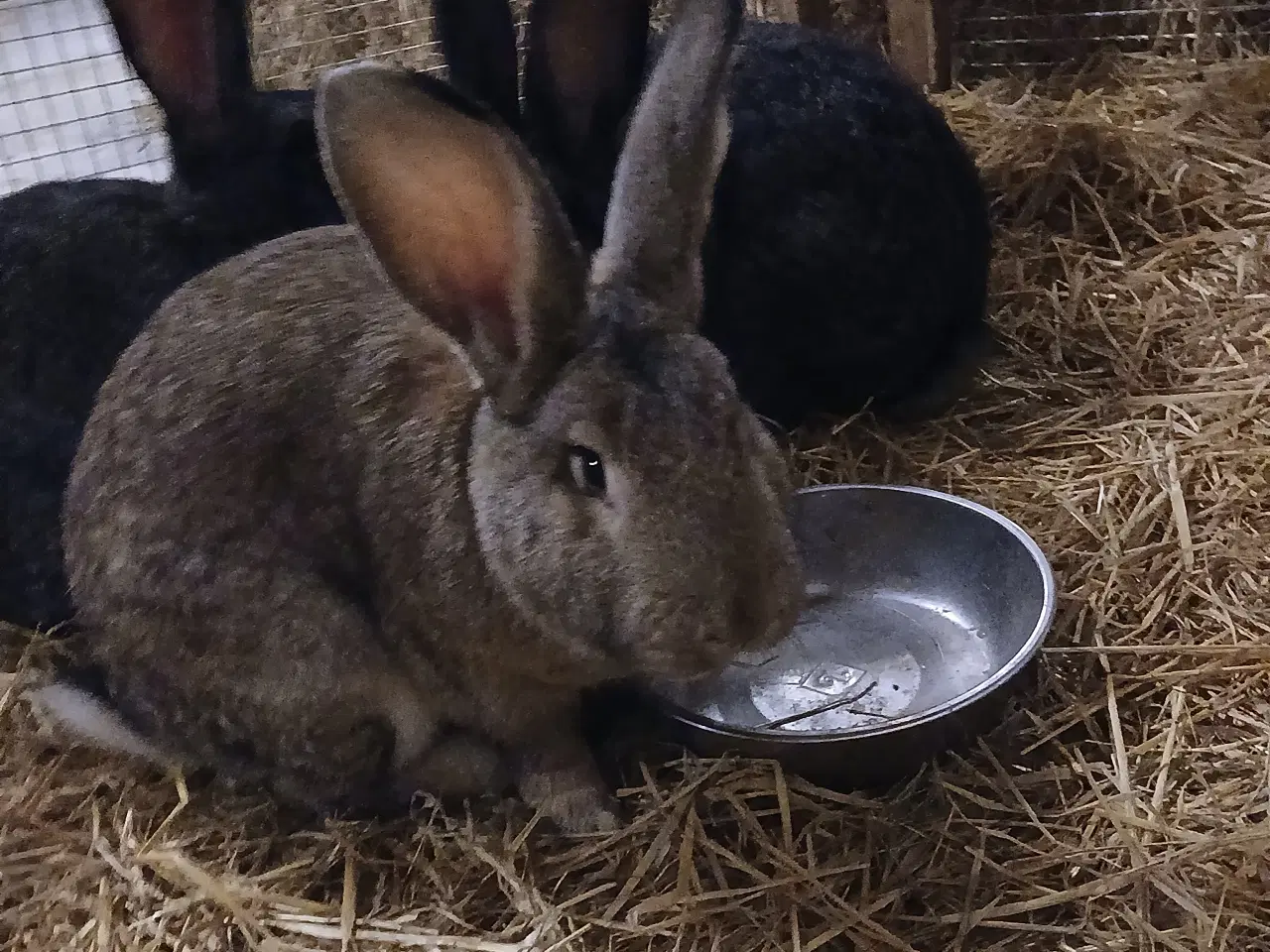 Billede 2 - 4 kanin søger nyt hjem 