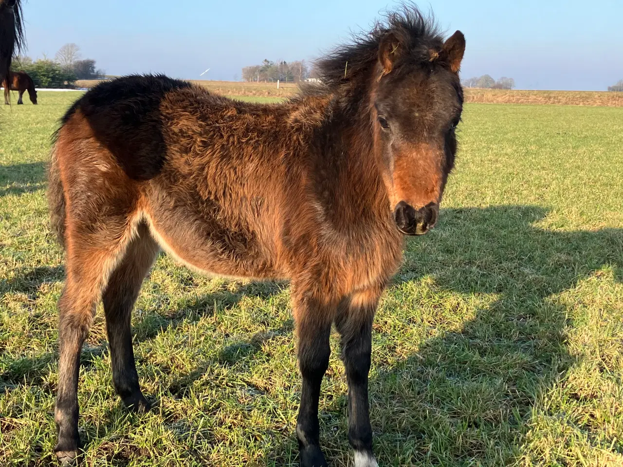 Billede 2 - Hingsteføl fra 2025