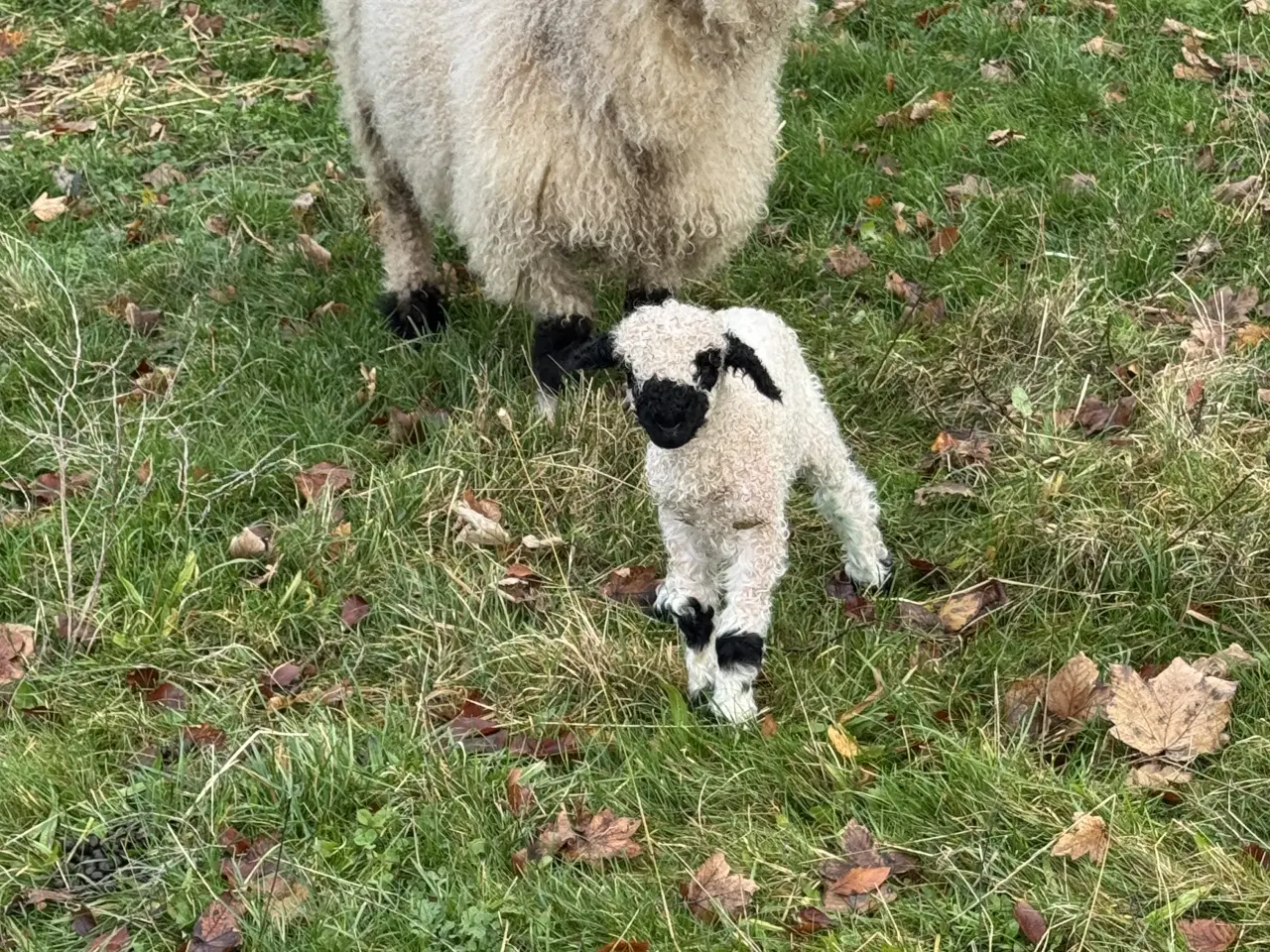 Billede 8 - Valais Blacknose gimmerlam 