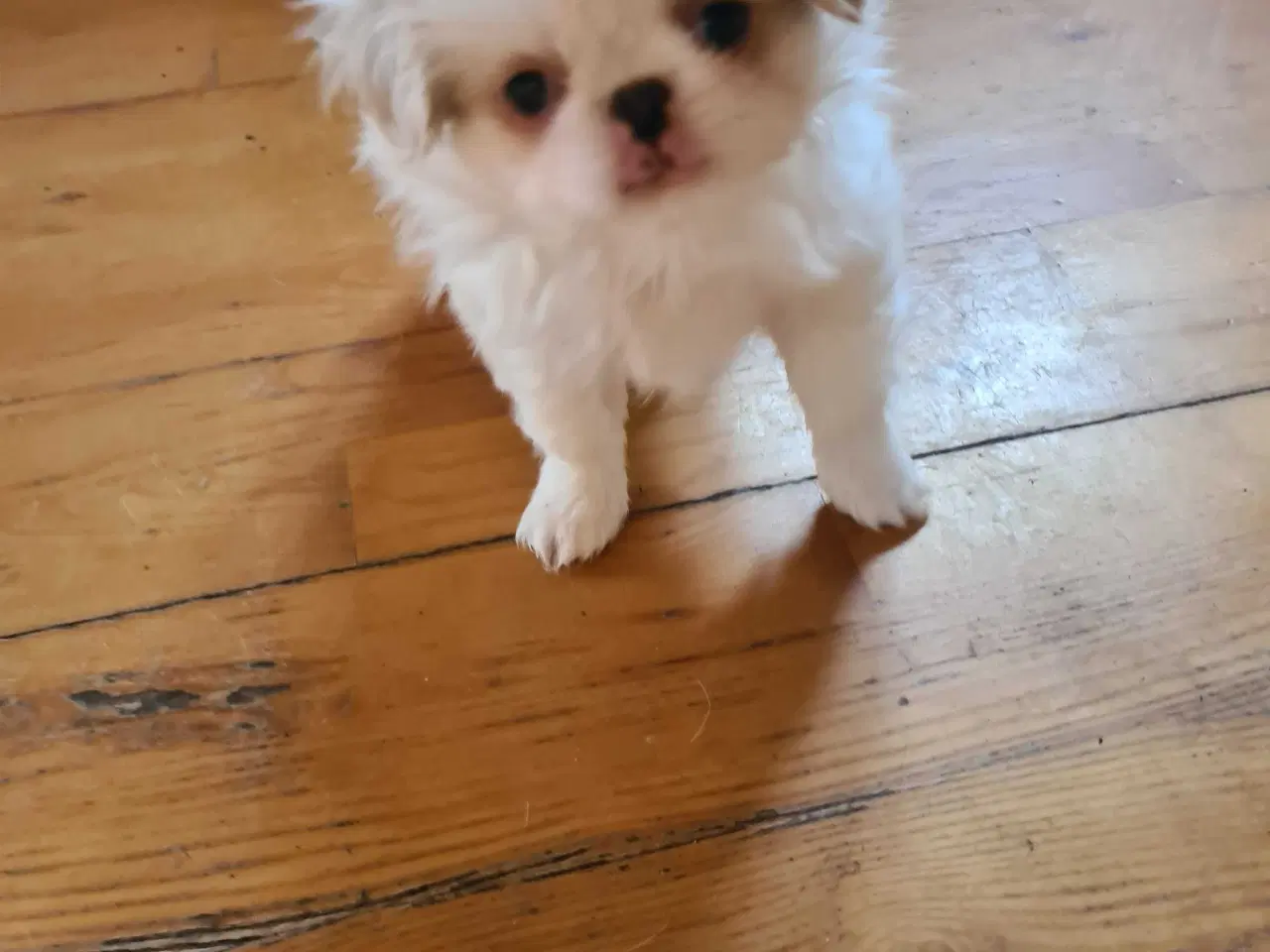 Billede 2 - Japanese chin 