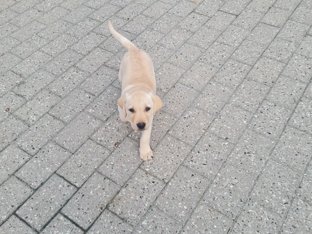 Billede 4 - Gule labrador hvalpe.