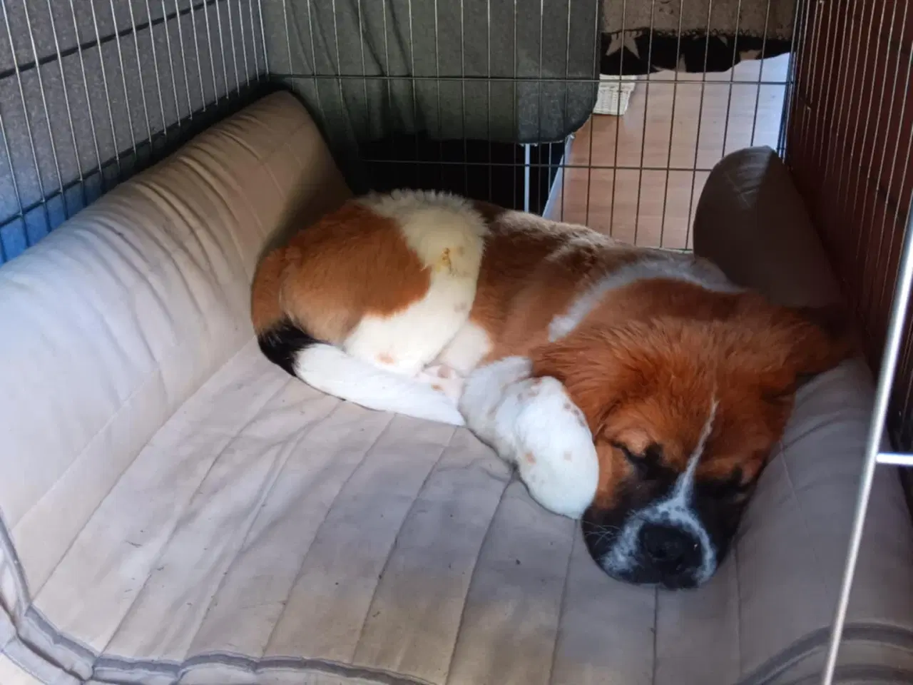 Billede 5 - Hunde hvalp