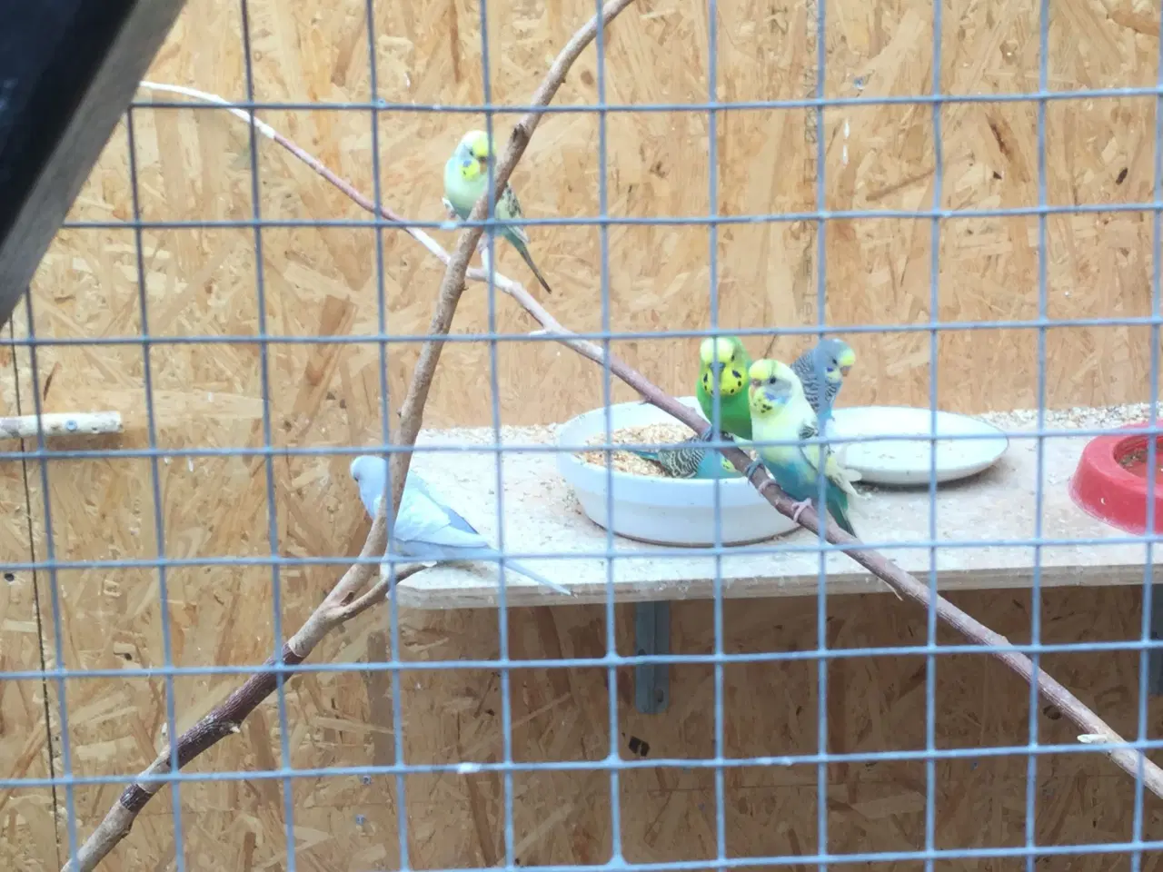 Billede 2 - Australske undulater