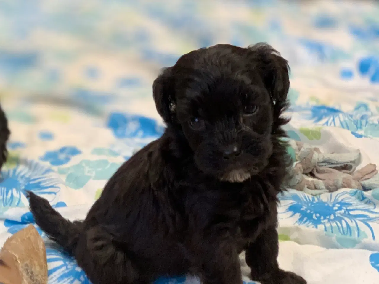 Billede 7 - Mini Maltipoo babyer 