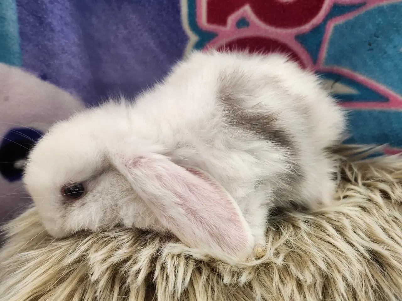 Billede 3 - Minilop kaninunger