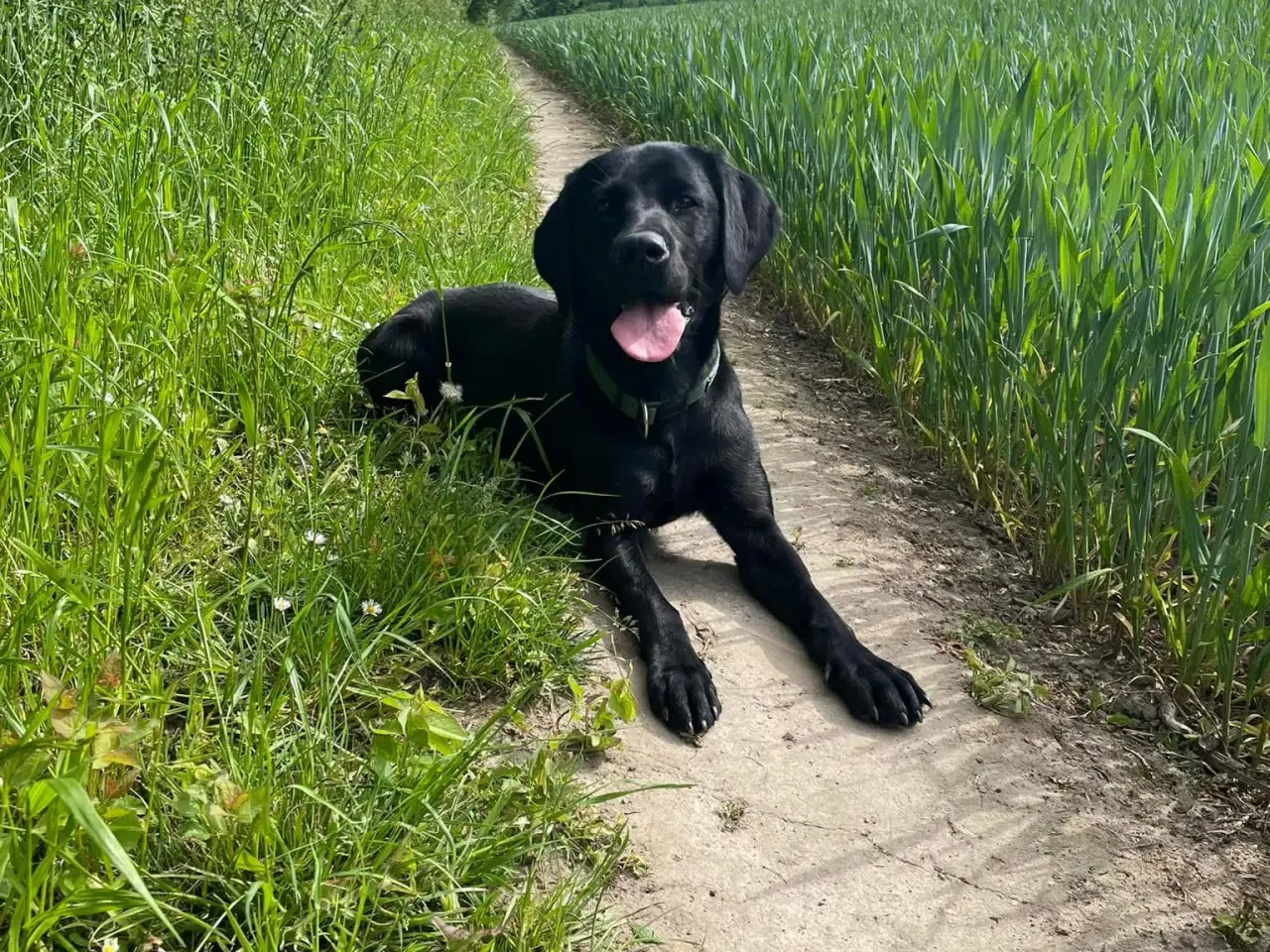 Billede 9 - Labrador hvalpe klar til maj. 