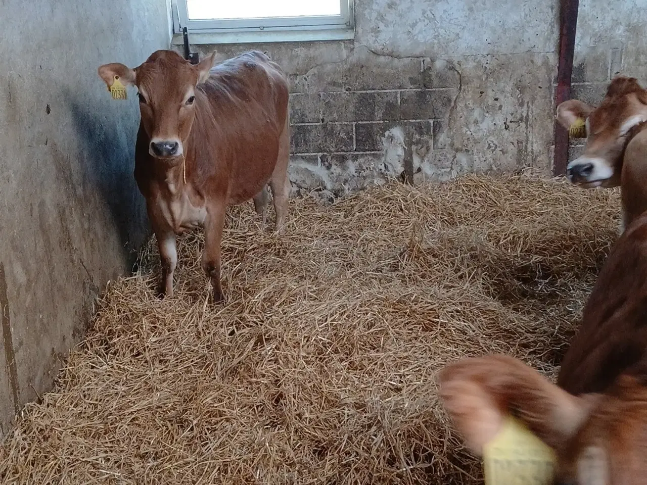 Billede 6 - Drægtige Jersey kvier 