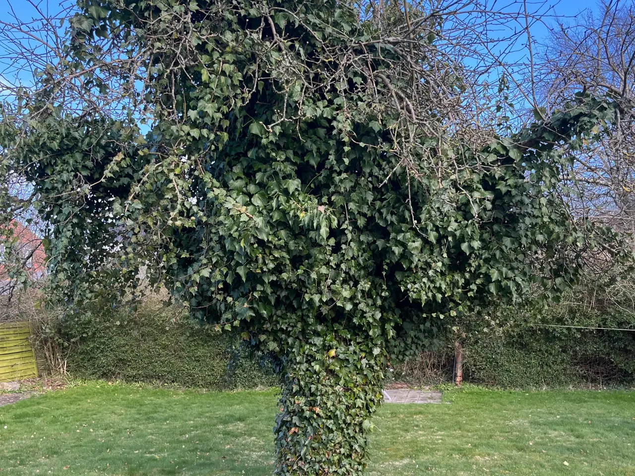 Billede 2 - GRATIS Brænde, træet skal fældes