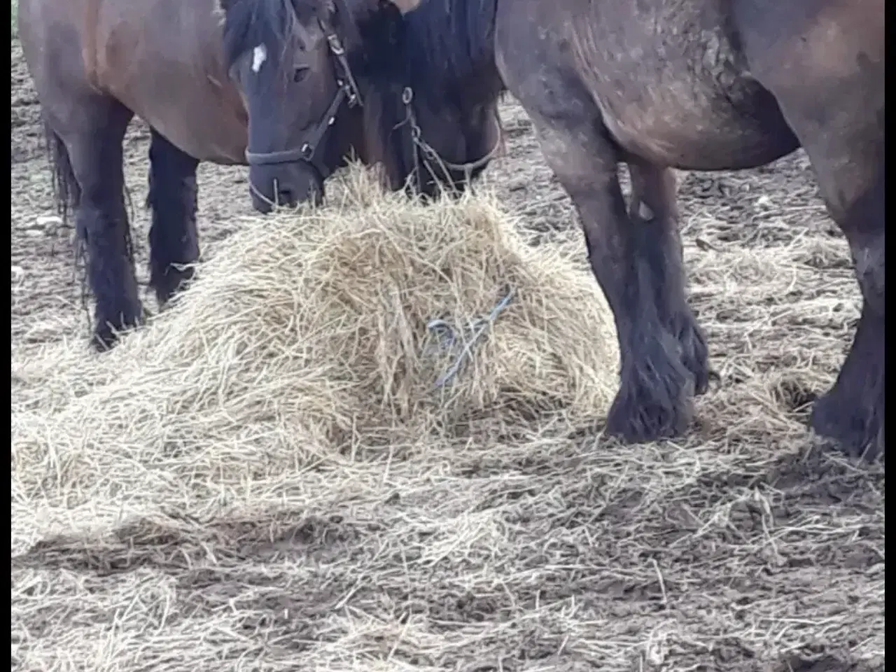 Billede 5 - 1 årig Jyskhest hingst sælges