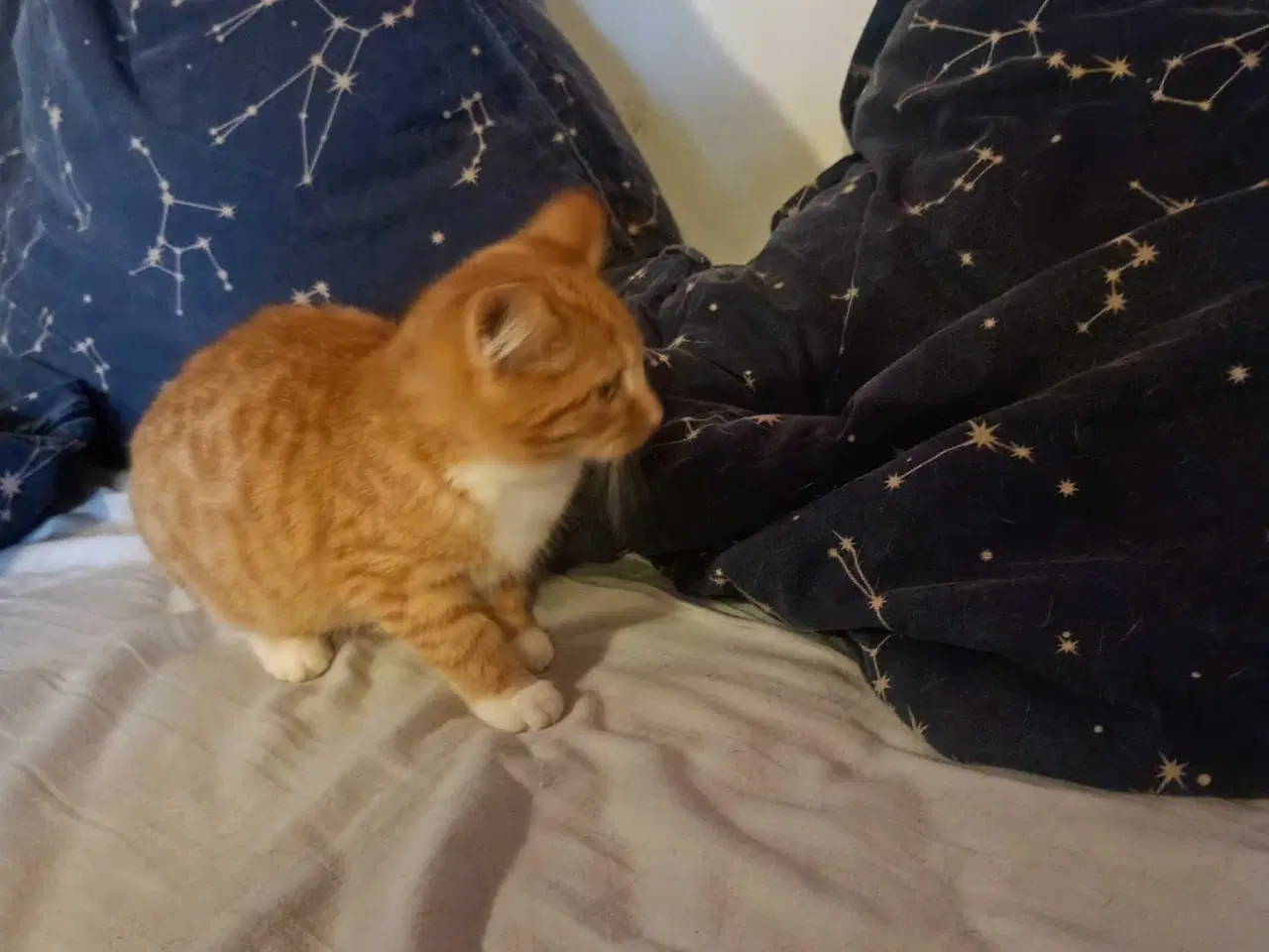 Billede 2 - Rød hun killing