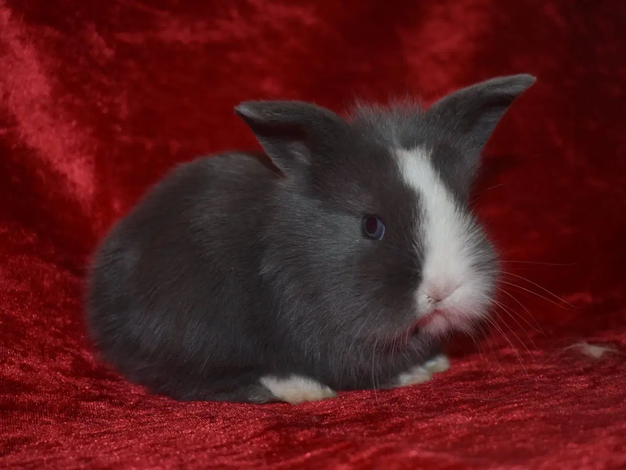 Billede 6 - Minilop/Teddy pige 