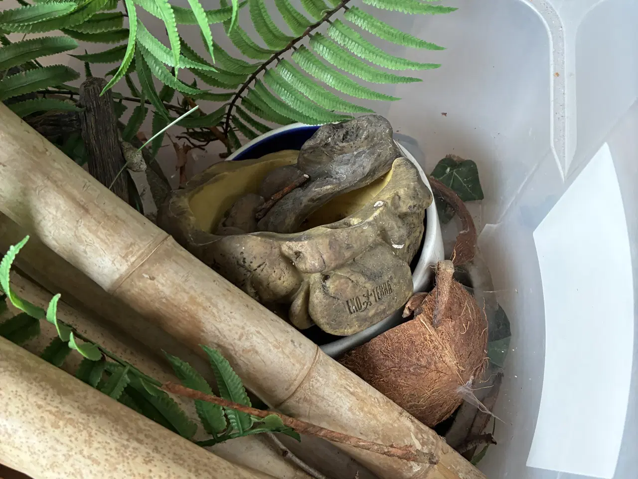 Billede 9 - Kongepyton Banana leopard 100% het clown