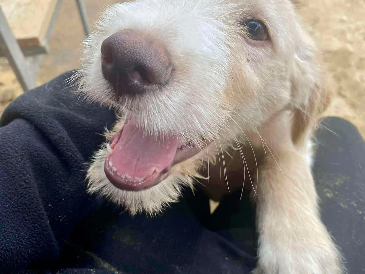 Billede 7 - Vidunderlige DJ leder efter sin 4-ever familie🏡💞